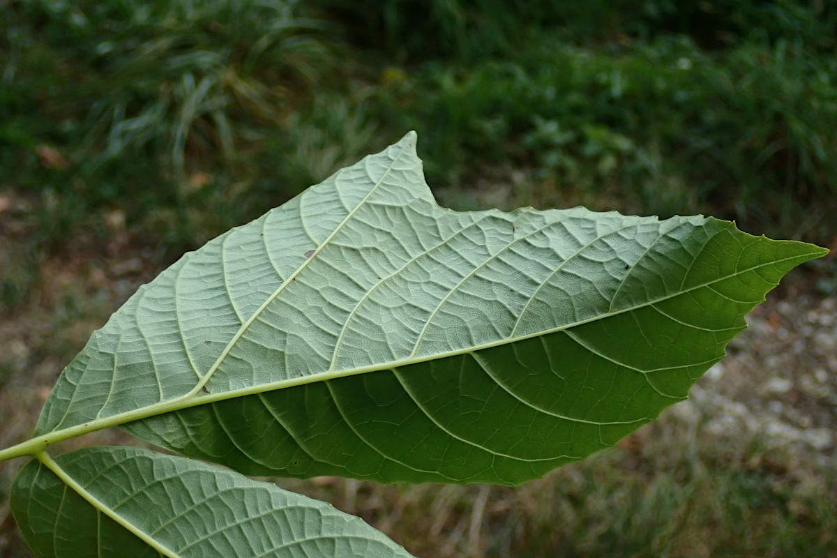 Juglans regia-b_10-2023.jpg