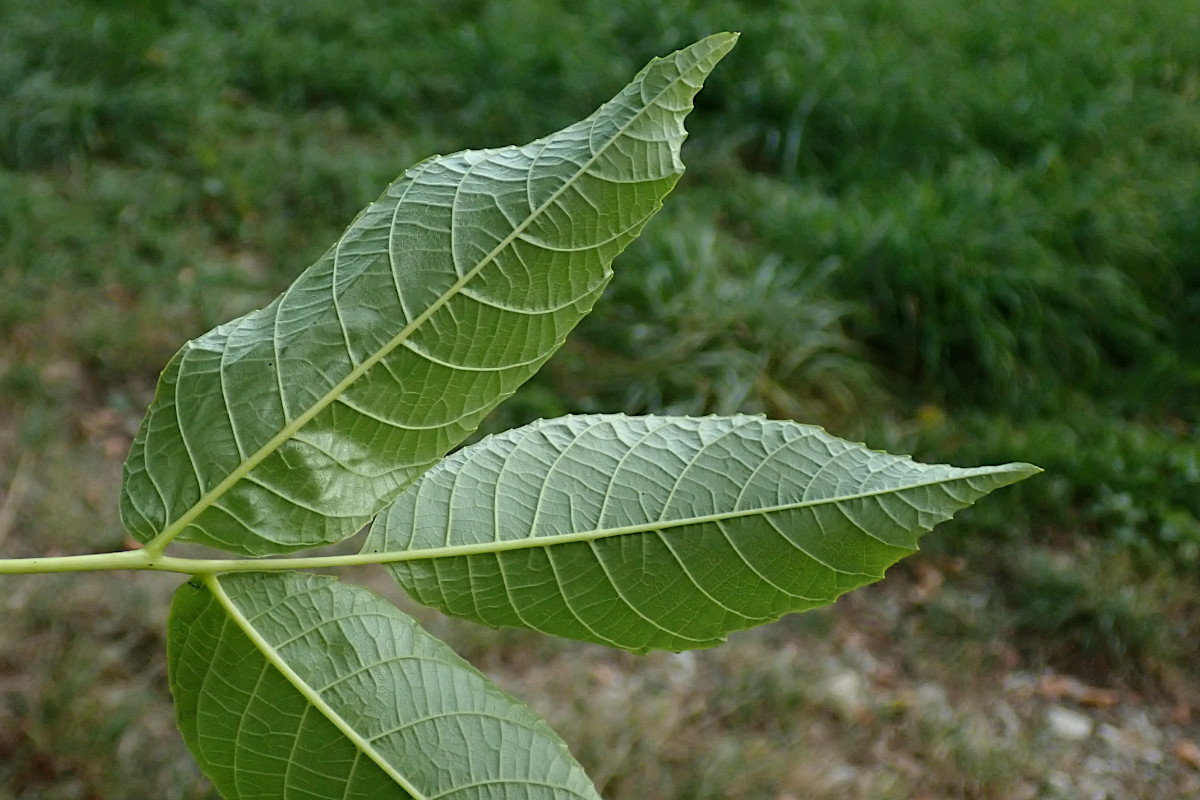 Juglans regia-c_10-2023.jpg