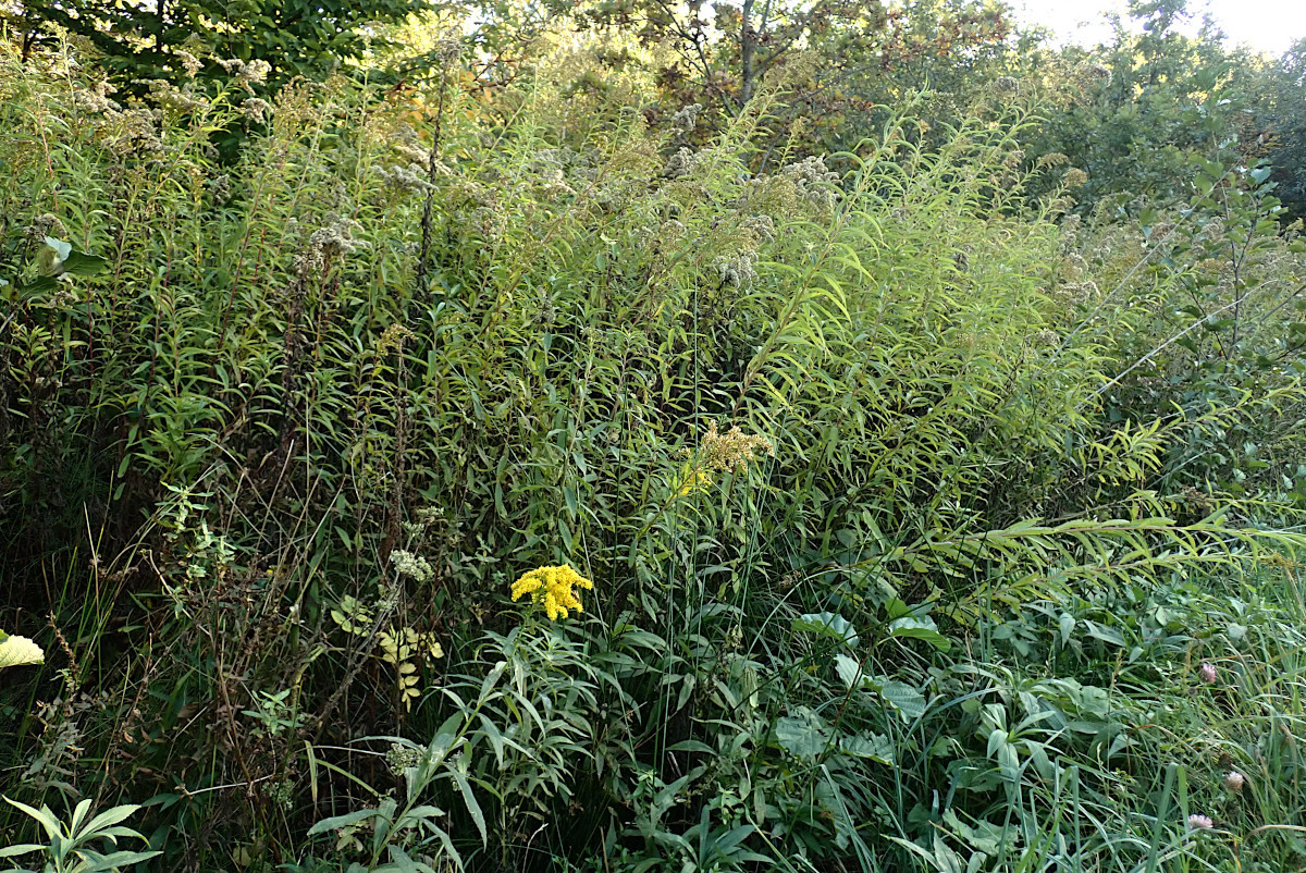 Solidago gigantea_10-2023.jpg