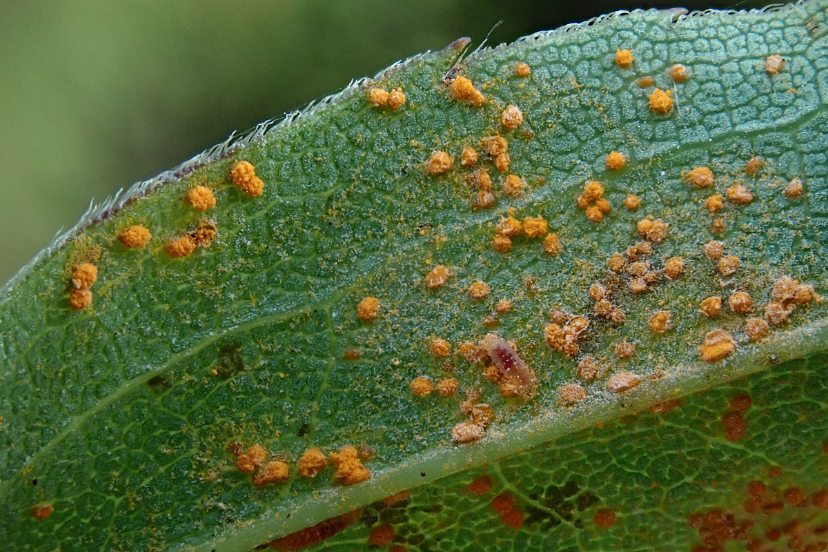 Solidago gigantea Rostbefall-d_10-2023.jpg