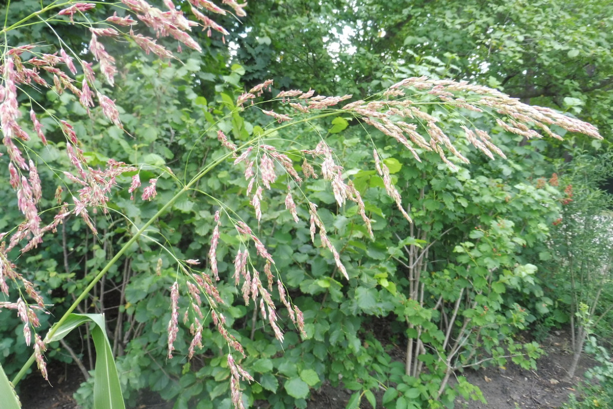 Sorghum halepense Wilde Sorghumhirse 3.JPG