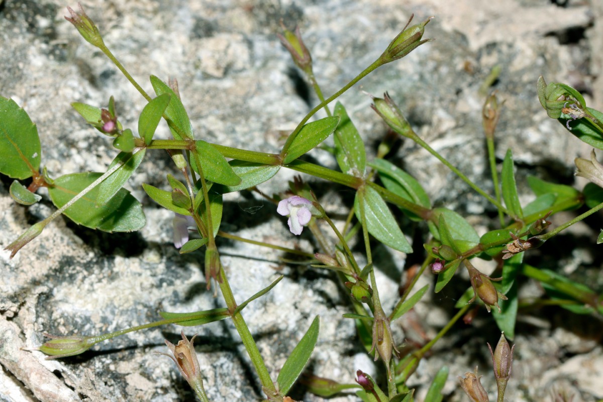 Lindernia procumbens Altrip Altrhein A03.jpg