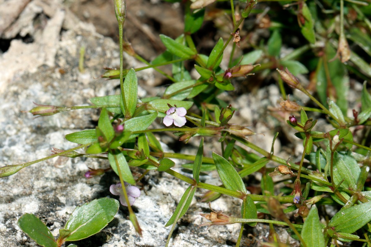 Lindernia procumbens Altrip Altrhein A06.jpg