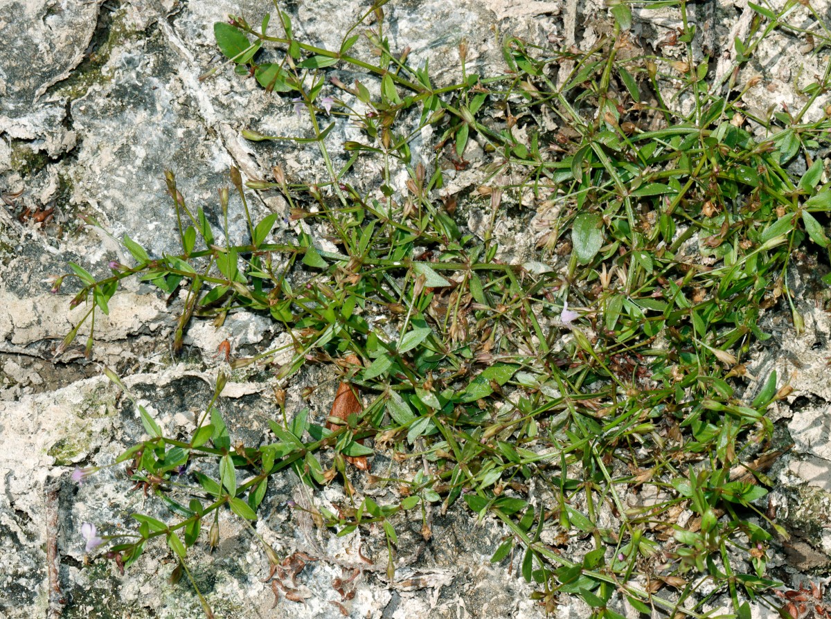 Lindernia procumbens Altrip Altrhein A10.jpg