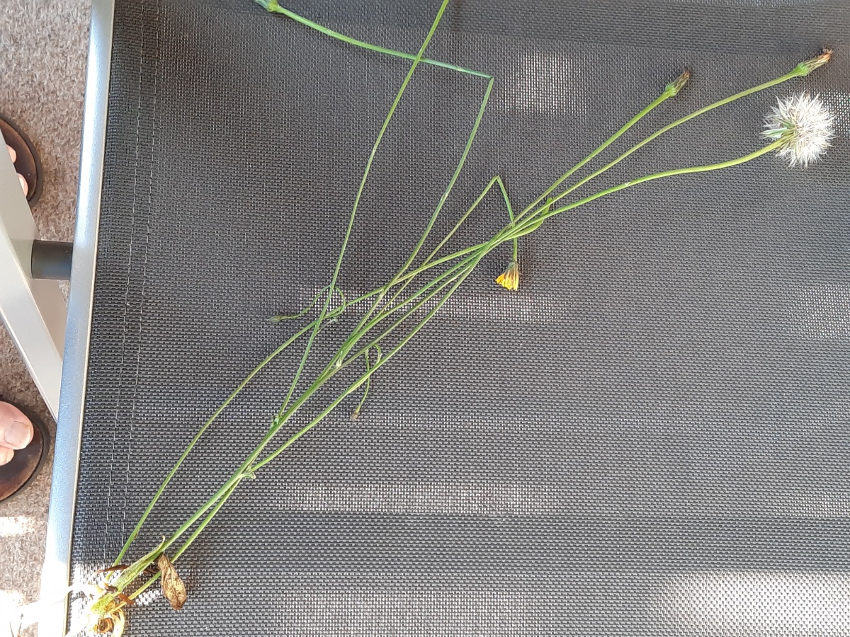 20210902_074000.jpg H. radicata Übersicht Kopie.jpg