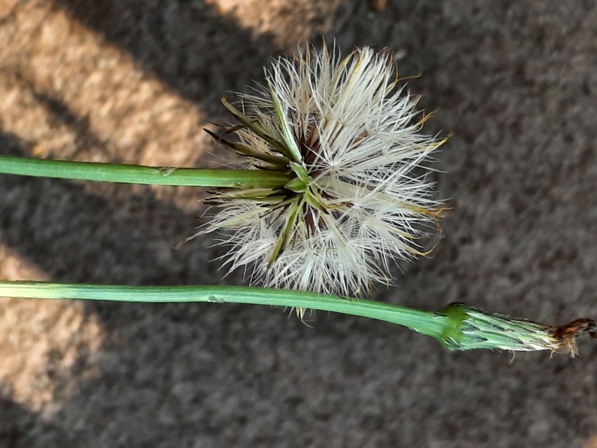 20210902_073719.jpg H. radicata Pappus scharf Kopie.jpg