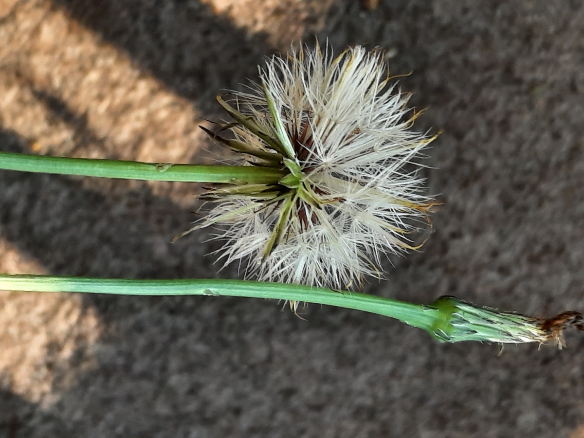 20210902_073719.jpg  H. radicata Pappus  scharf Kopie.jpg