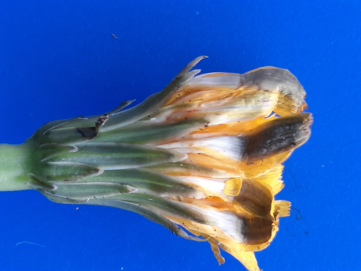 20210830_180229.jpg H. radicata Kelch seitl. Kopie.jpg