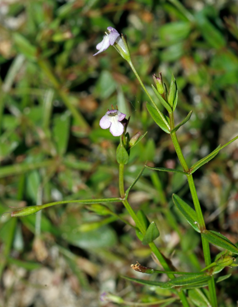 Lindernia procumbens Altrip Altrhein A11.jpg