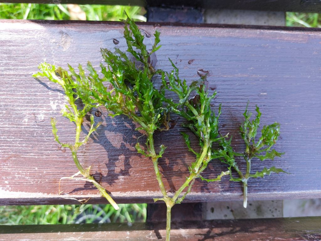 Großes Nixenkraut im Ortswiesensee bei Lichtenfels, einer seeförmigen Ausbuchtung des Mains