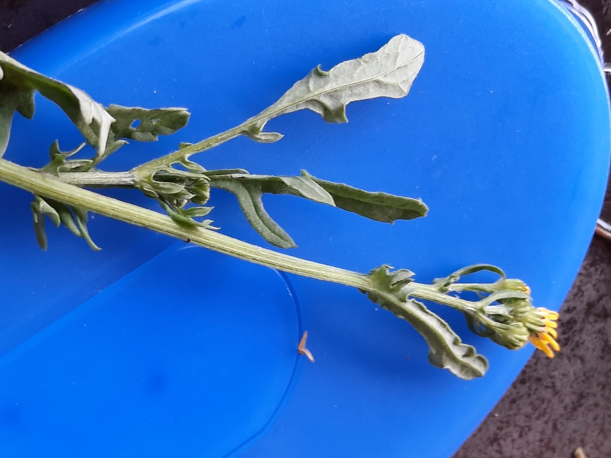 20210903_131324.jpg filzig behaart .jpg