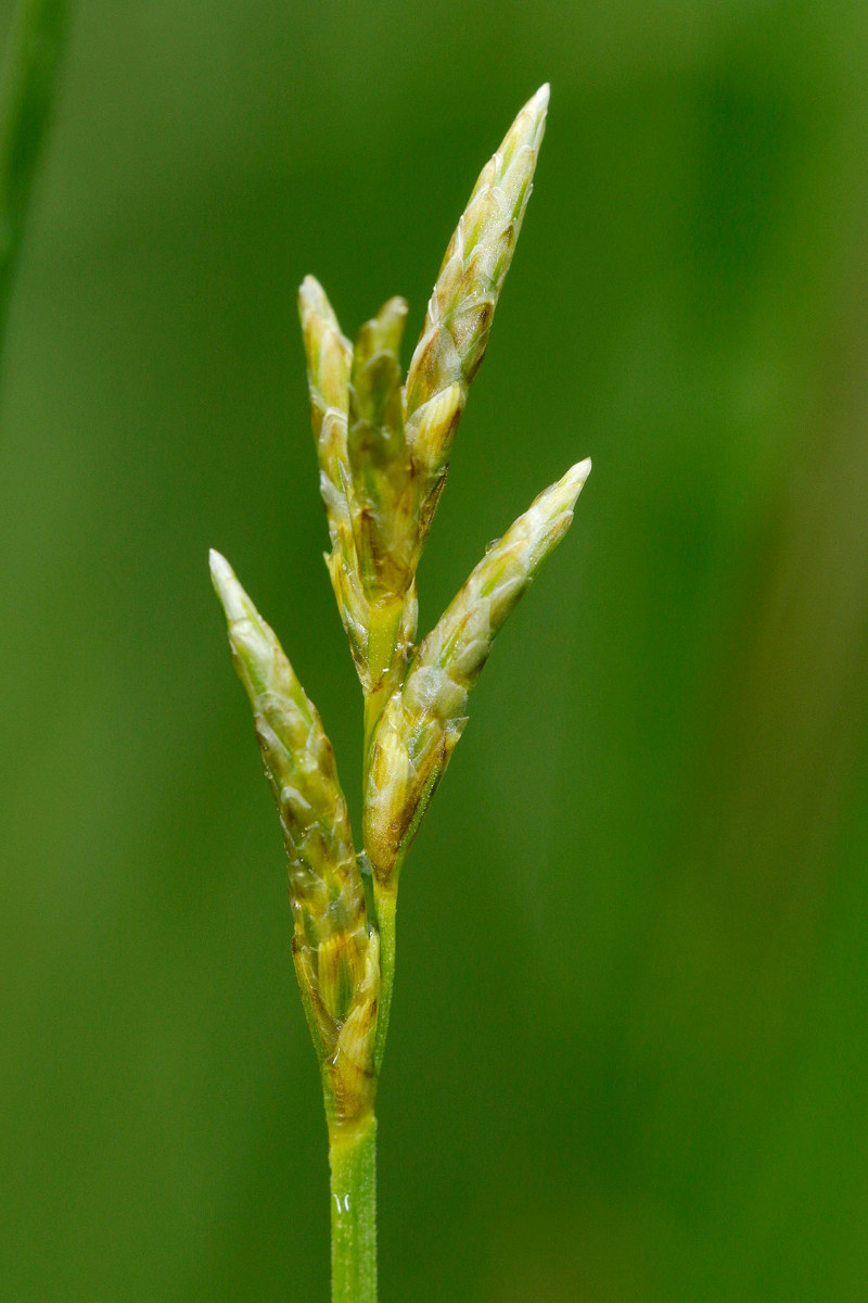 Carex brizoides_2036.jpg