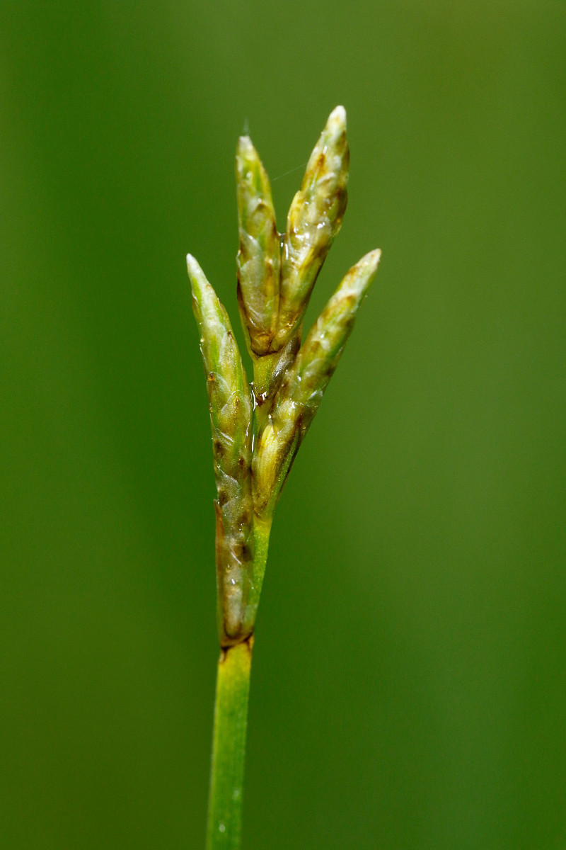 Carex brizoides_2038.jpg