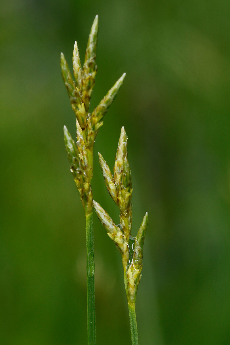 Carex brizoides_2040.jpg