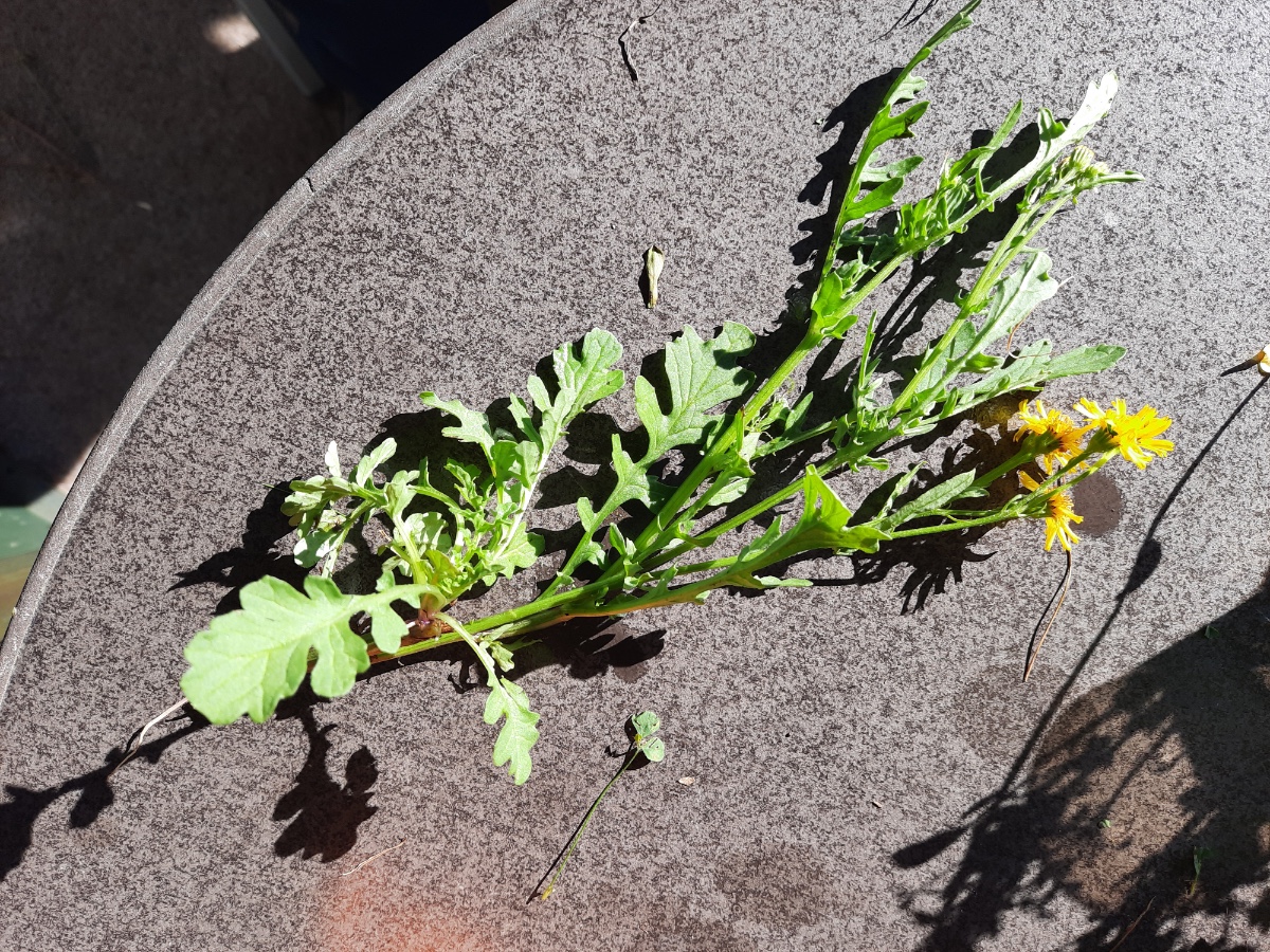 20210903_093710.jpg .jpg