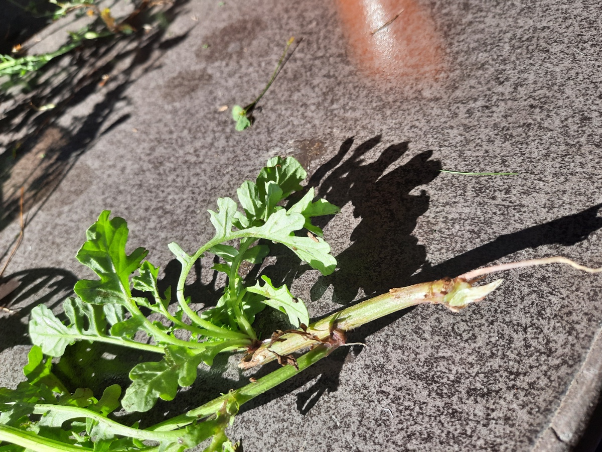 20210903_093812.jpg Unterer Teil.jpg