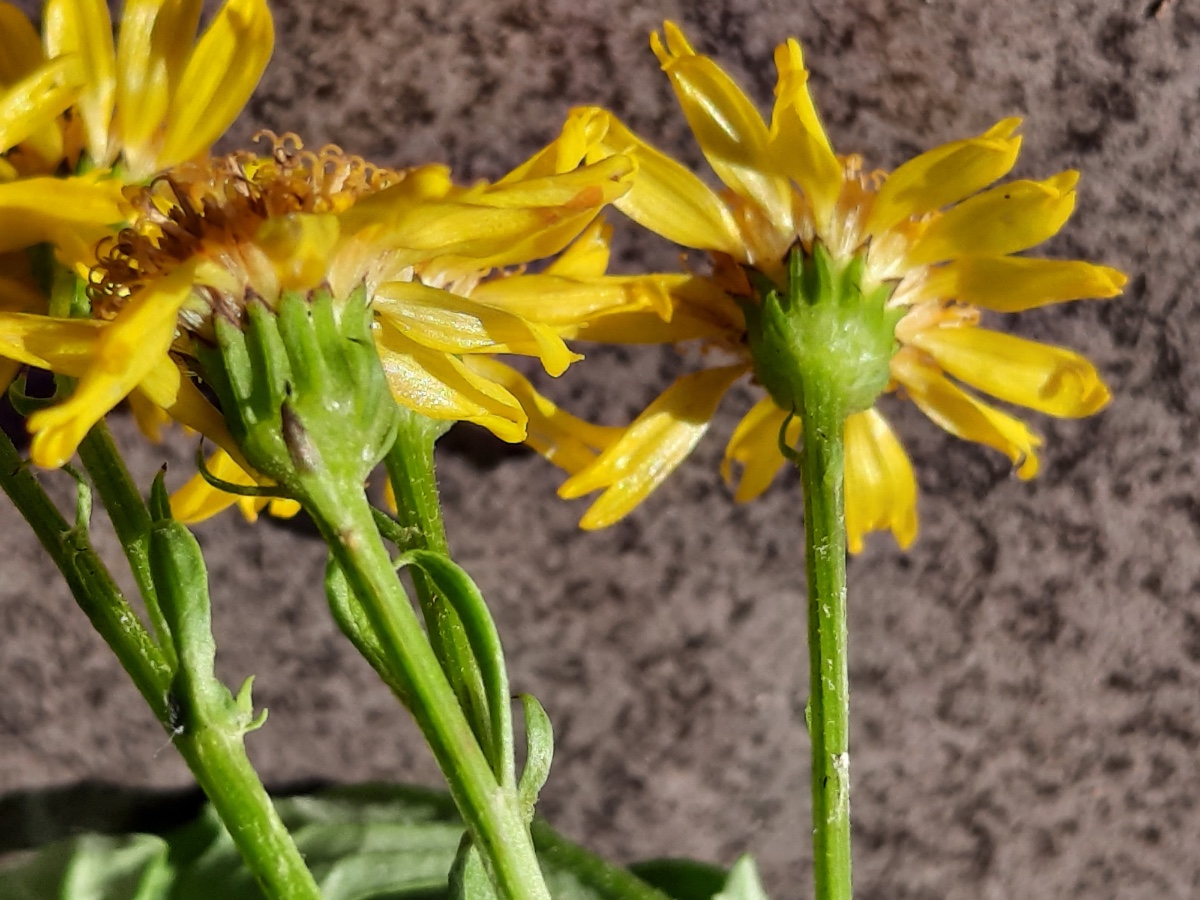 20210903_094821.jpg Senecio Kelch seitlch.jpg