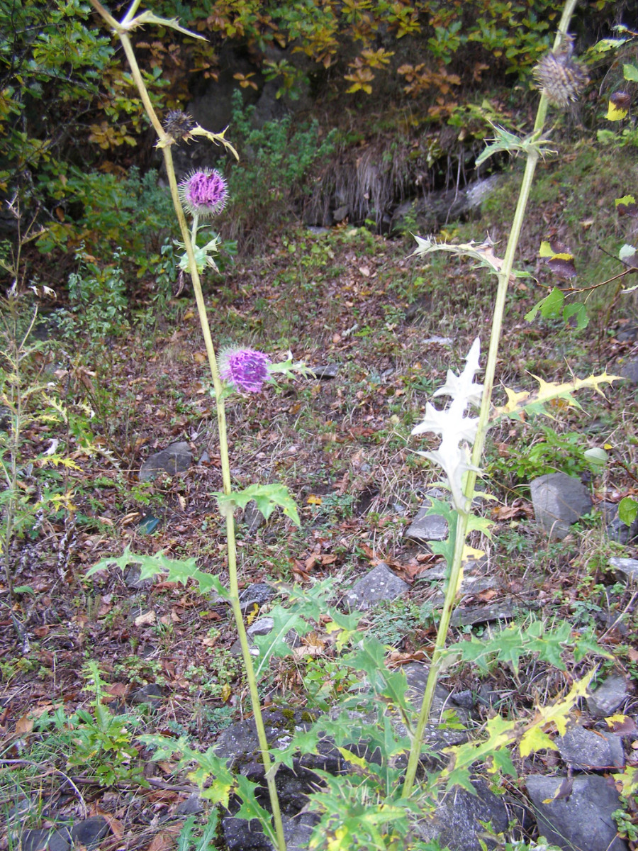 cf. Cirsium arachnoideum_pugnax.JPG