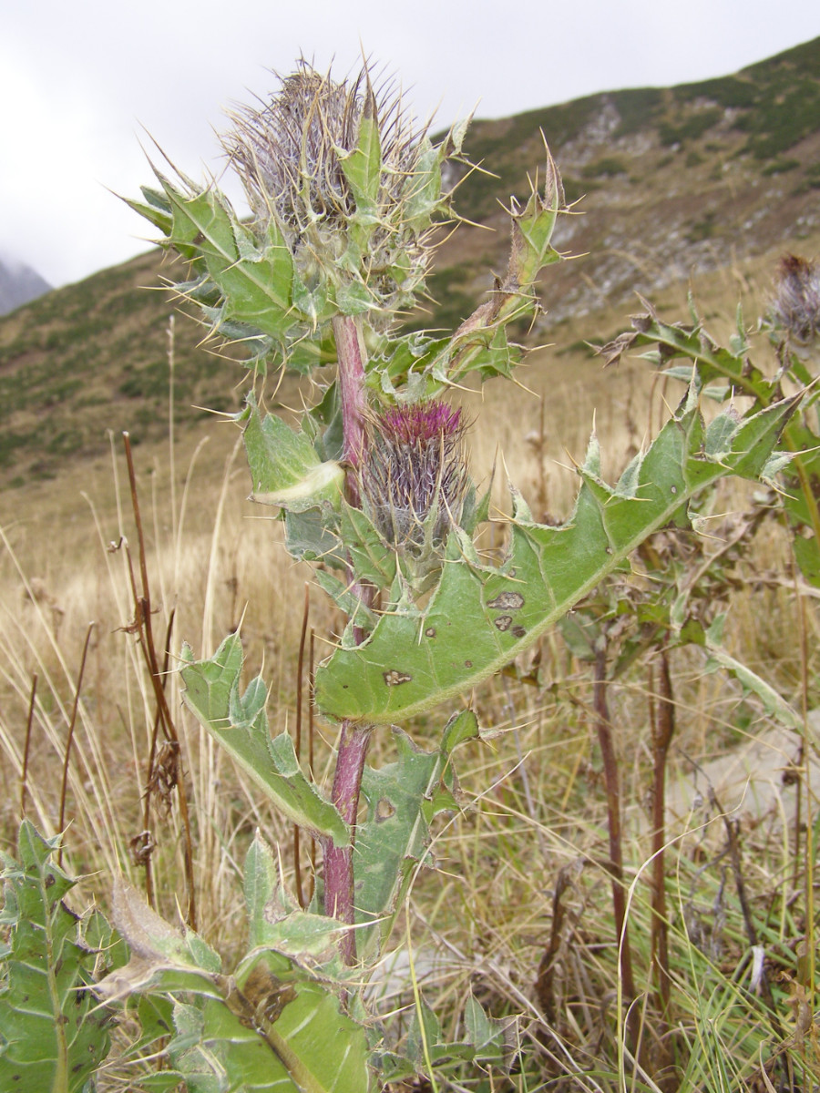 cf. Cirsium czerkessicum.JPG