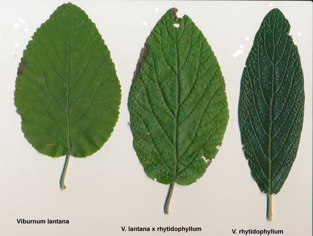 5418-311_2023_10_31_Viburnum_IMG_20231031_0002_1200x900.jpg