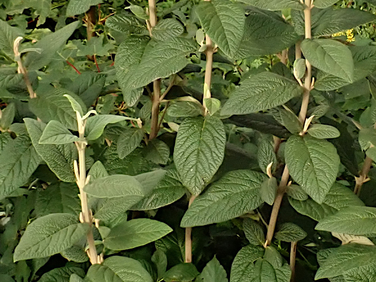 Viburnum Ausschnitt.jpg