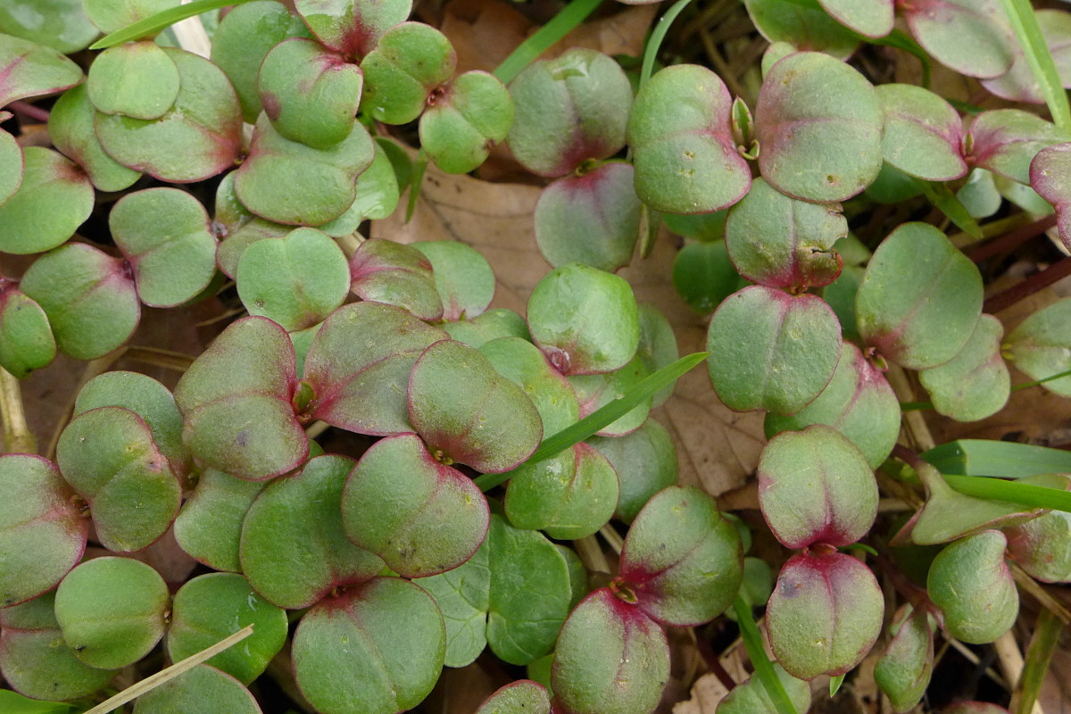 Impatiens glandulifera_03-2017.jpg