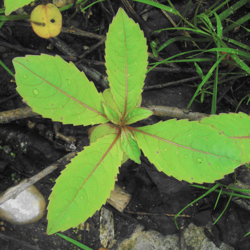 Impatiens glandulifera_05-2012.jpg