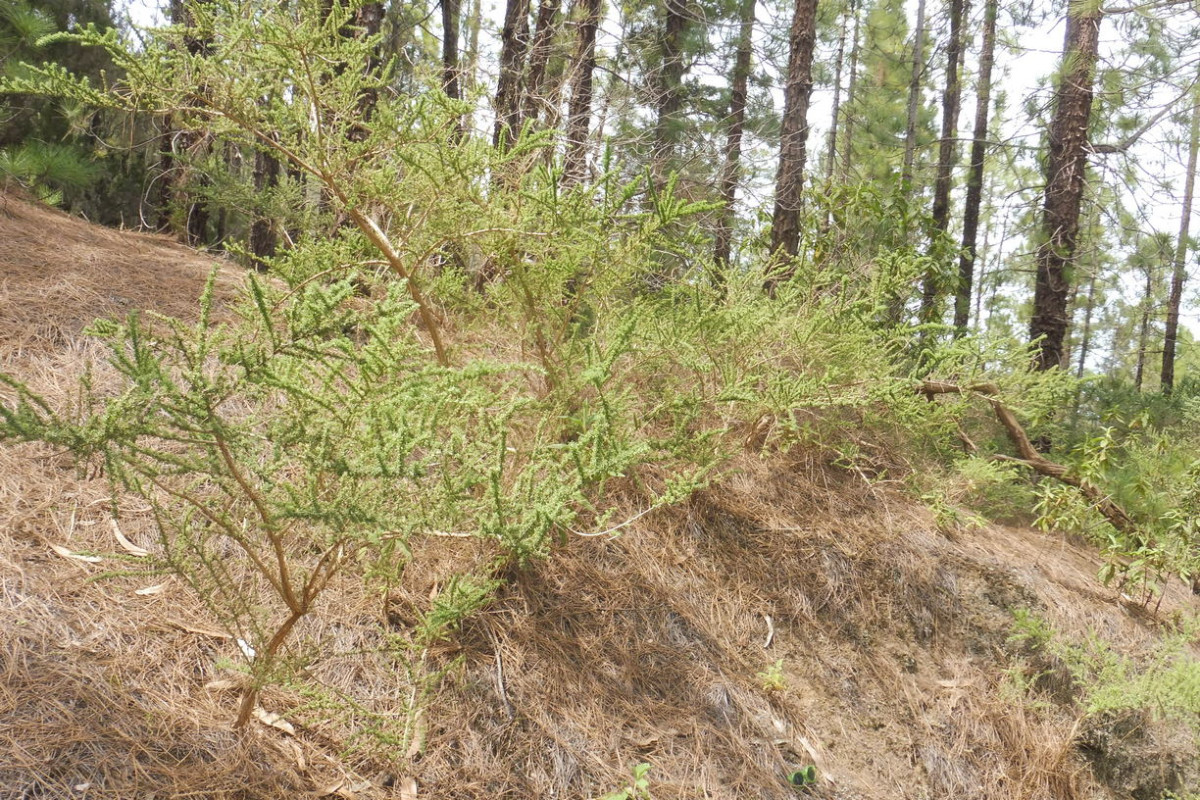 Adenocarpus Kiefernwald 1.JPG