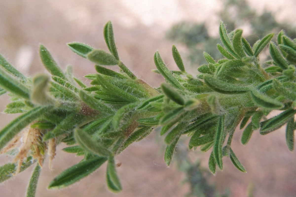 Adenocarpus Kiefernwald 3.JPG