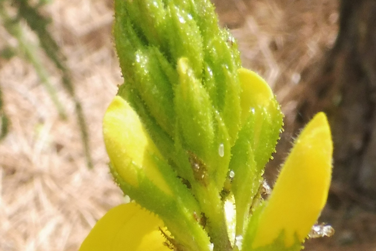 Adenocarpus Kiefernwald 4.JPG