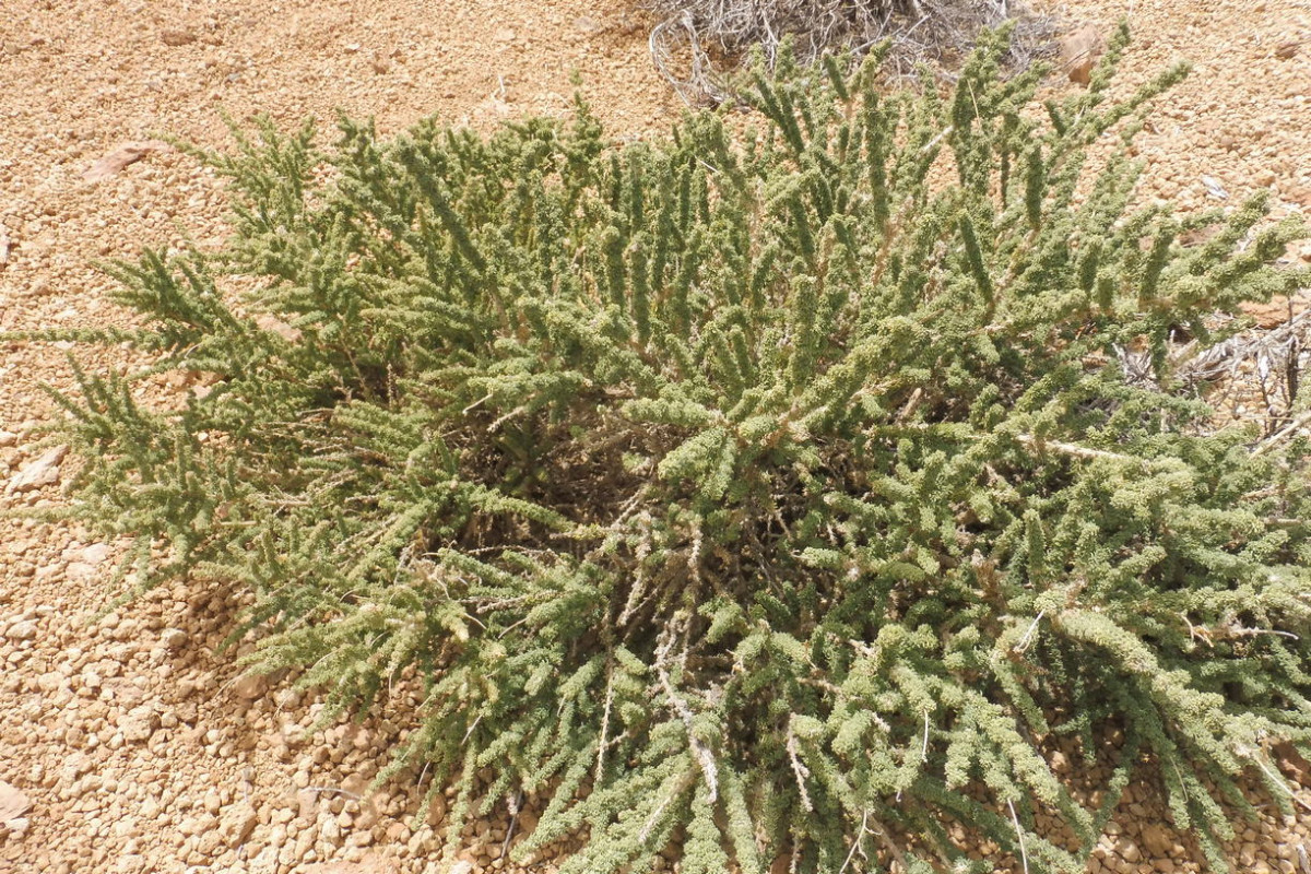 Adenocarpus Teide 1.JPG