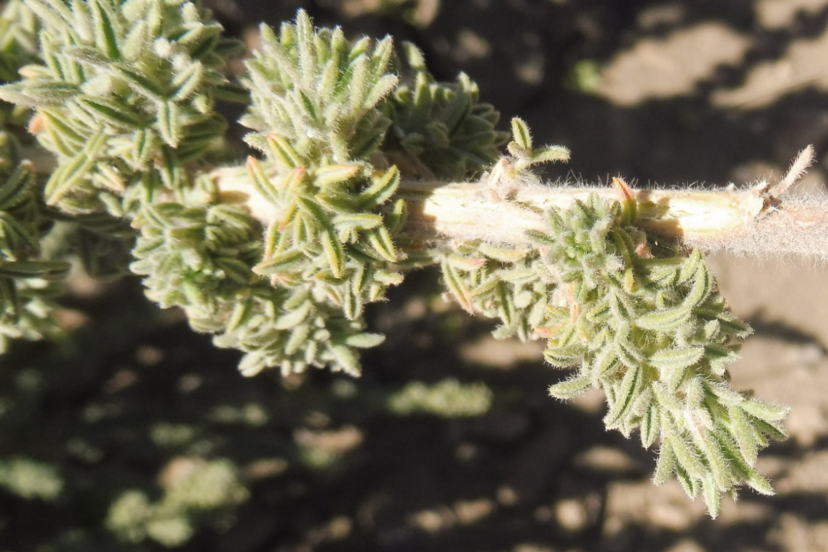 Adenocarpus Teide 2.JPG