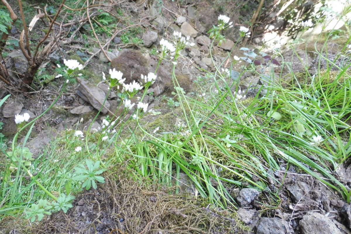 Allium canariense Kanaren-Lauch 1.JPG