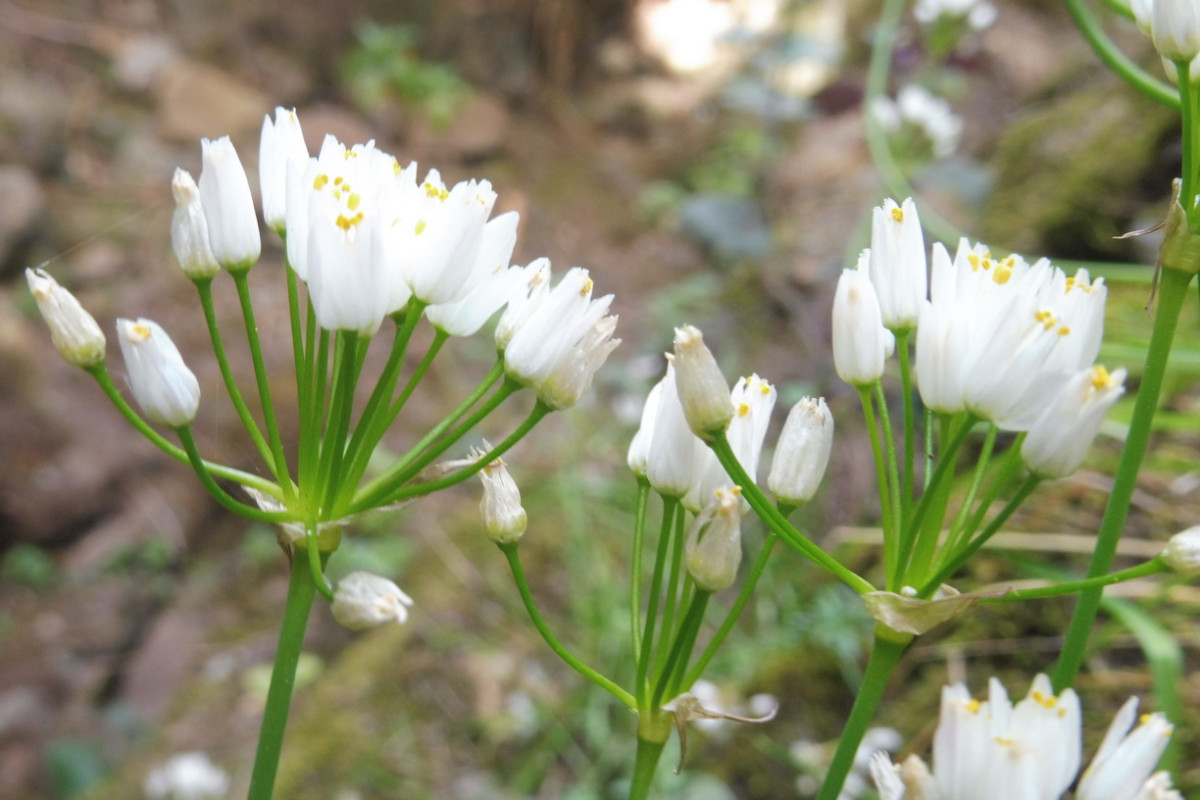 Allium canariense Kanaren-Lauch 2.JPG