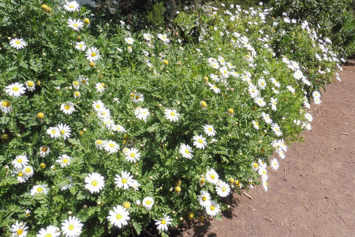 Argyranthemum 1.JPG