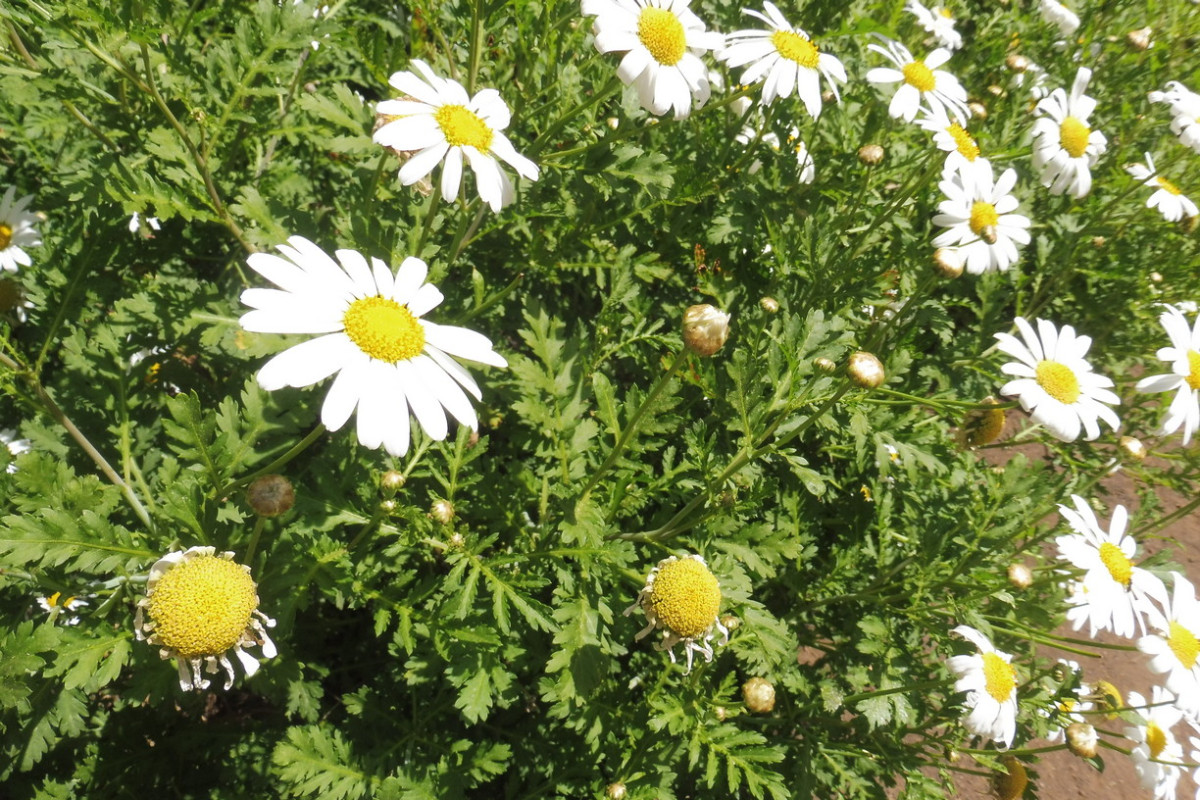 Argyranthemum 2.JPG