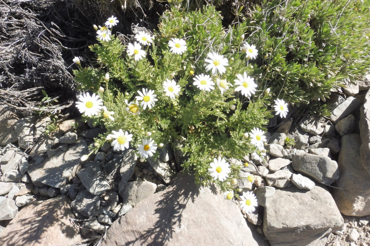 Argyranthemum tenerifae Canadas-Kanarenmargerite 1.JPG