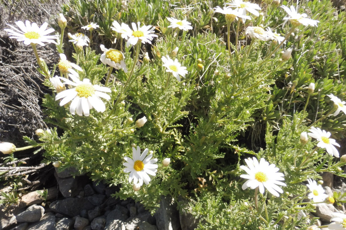 Argyranthemum tenerifae Canadas-Kanarenmargerite 2.JPG