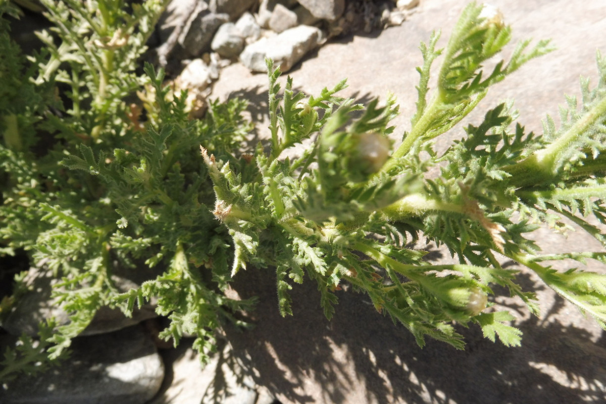 Argyranthemum tenerifae Canadas-Kanarenmargerite 3.JPG