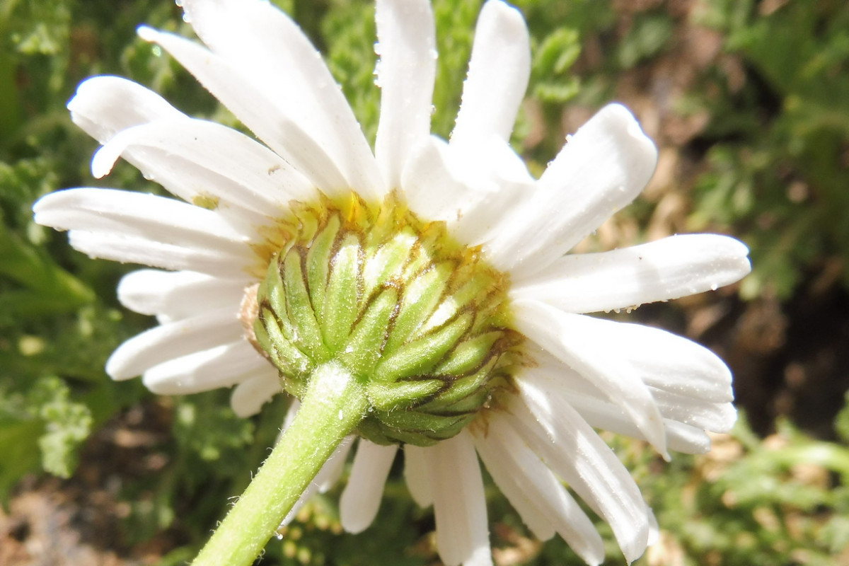 Argyranthemum tenerifae Canadas-Kanarenmargerite 4.JPG