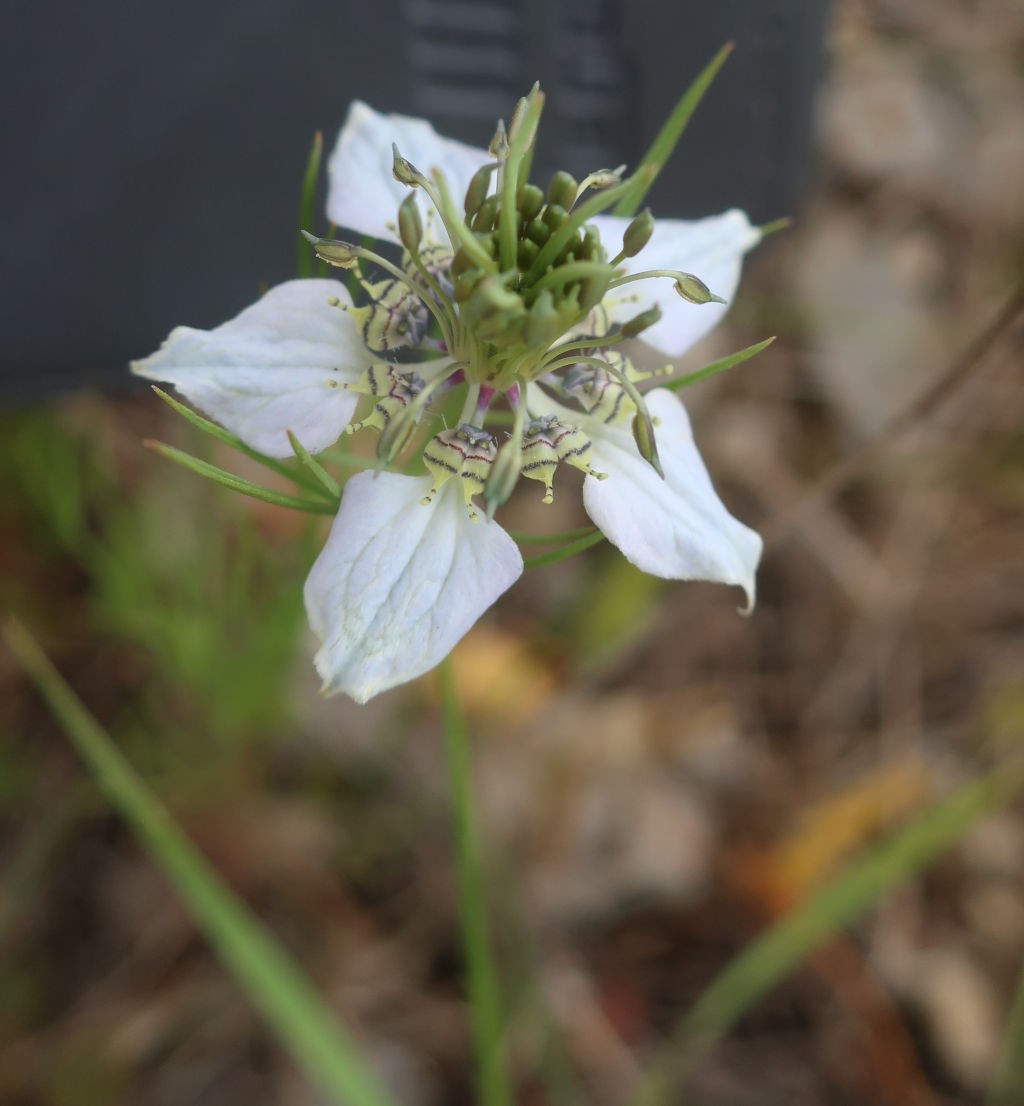 2020-07-18_Nigella arvensis 1_Karlstadt.jpg