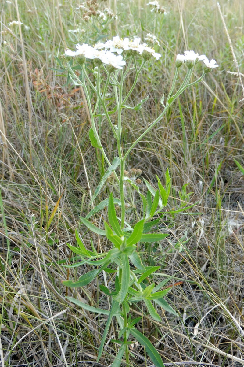 Achillea salicifolia Weidenblättrige Sumpf-Schafgarbe 1.JPG