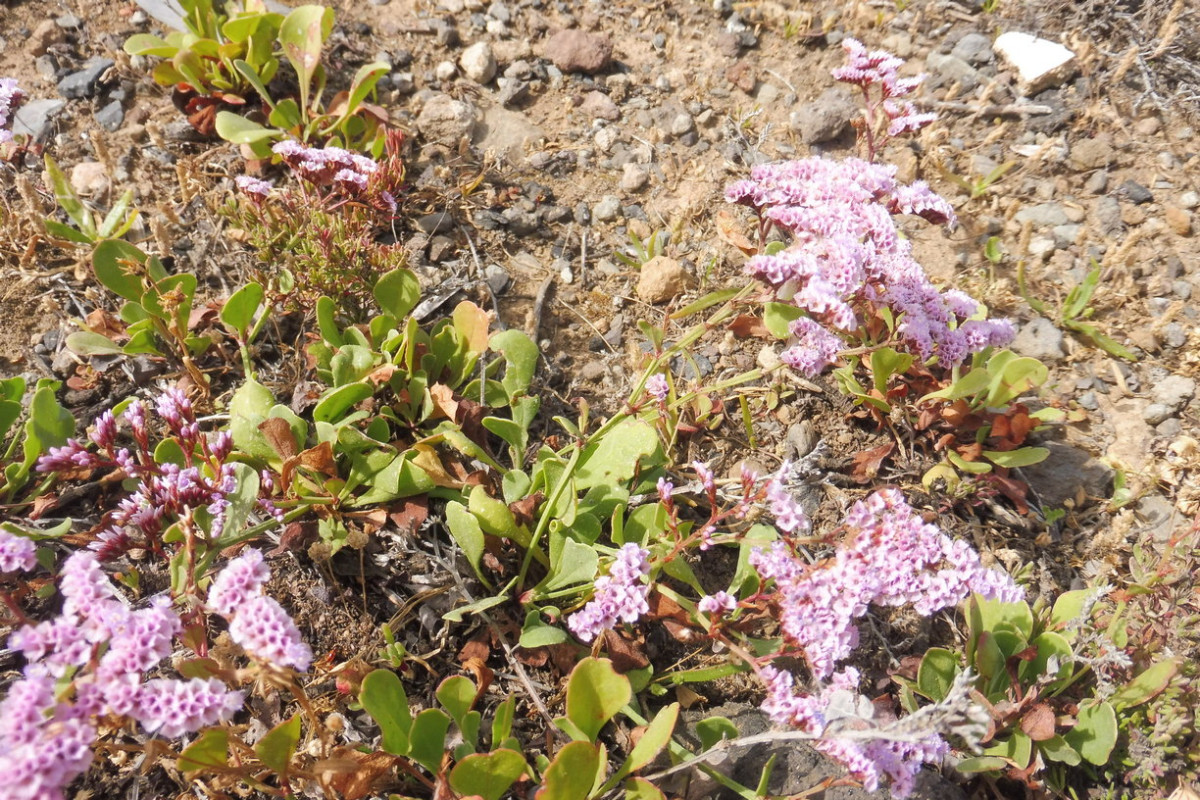 Limonium pectinatum Kammförmiger Strandflieder 1.JPG