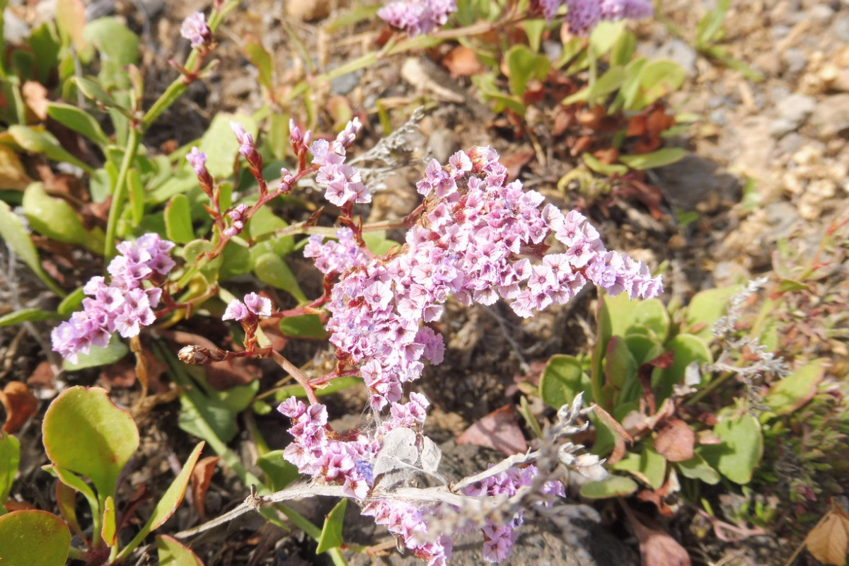 Limonium pectinatum Kammförmiger Strandflieder 2.JPG