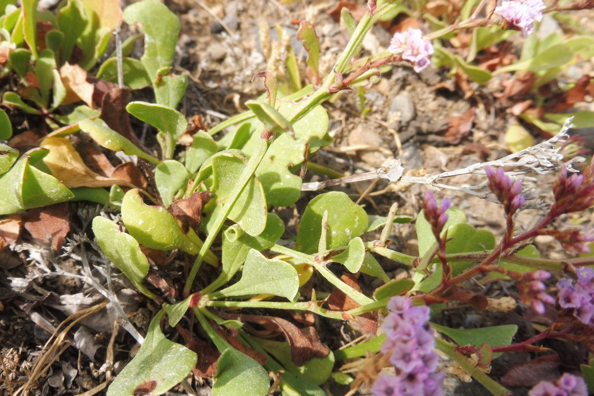 Limonium pectinatum Kammförmiger Strandflieder 3.JPG