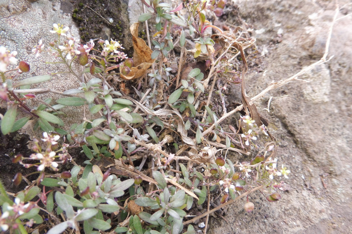 Lobularia canariensis Kanaren-Silberkraut 1.JPG