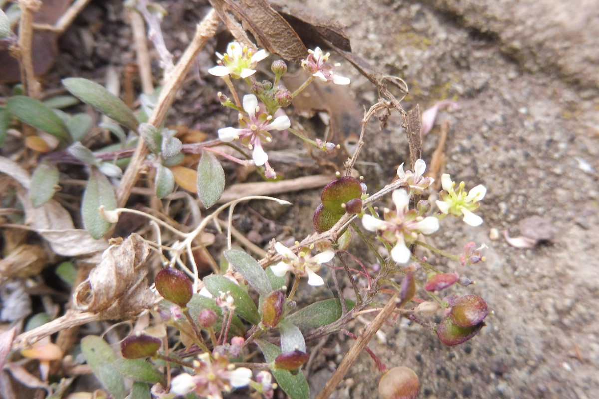 Lobularia canariensis Kanaren-Silberkraut 2.JPG