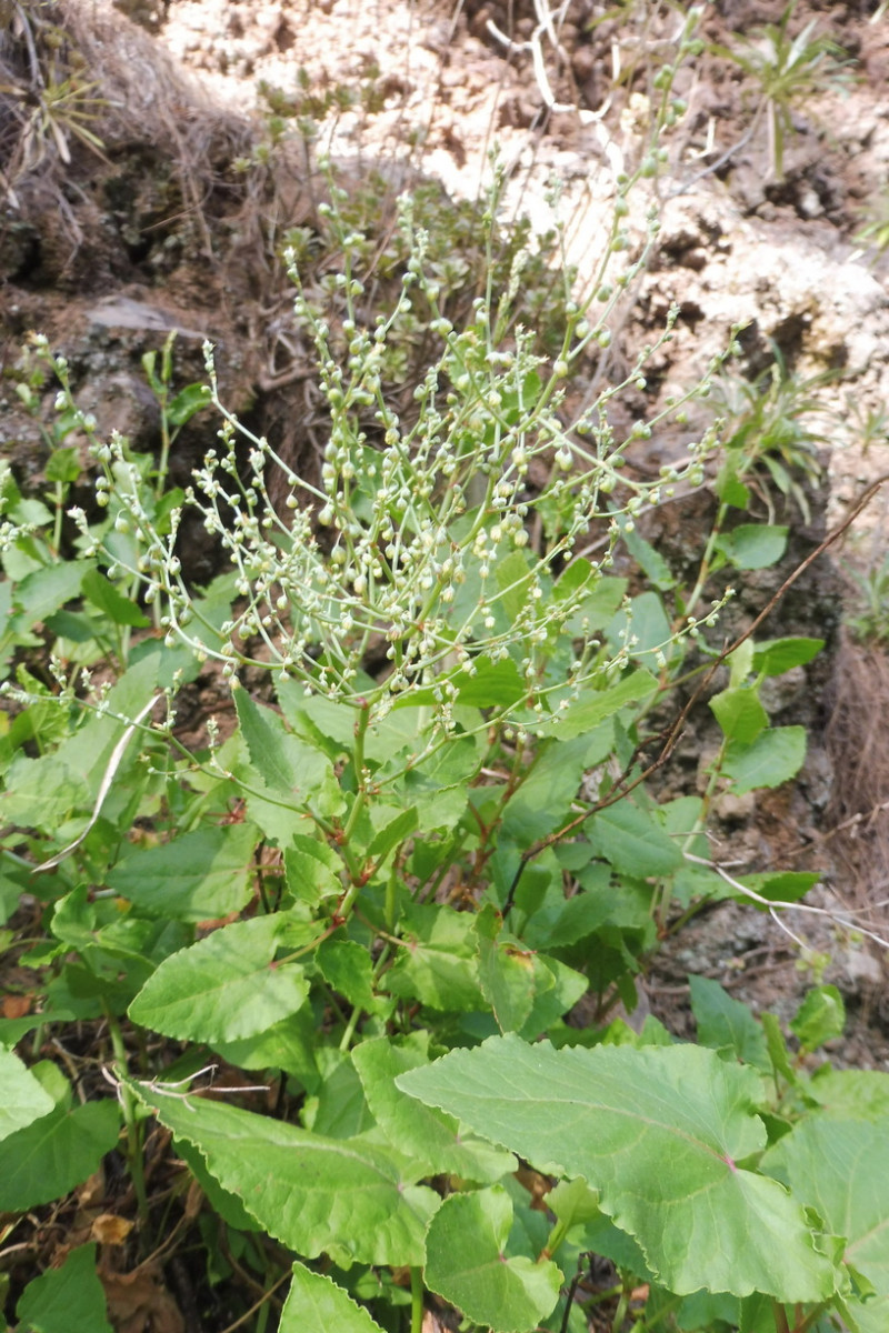 Rumex maderensis Madeira-Ampfer 2.JPG