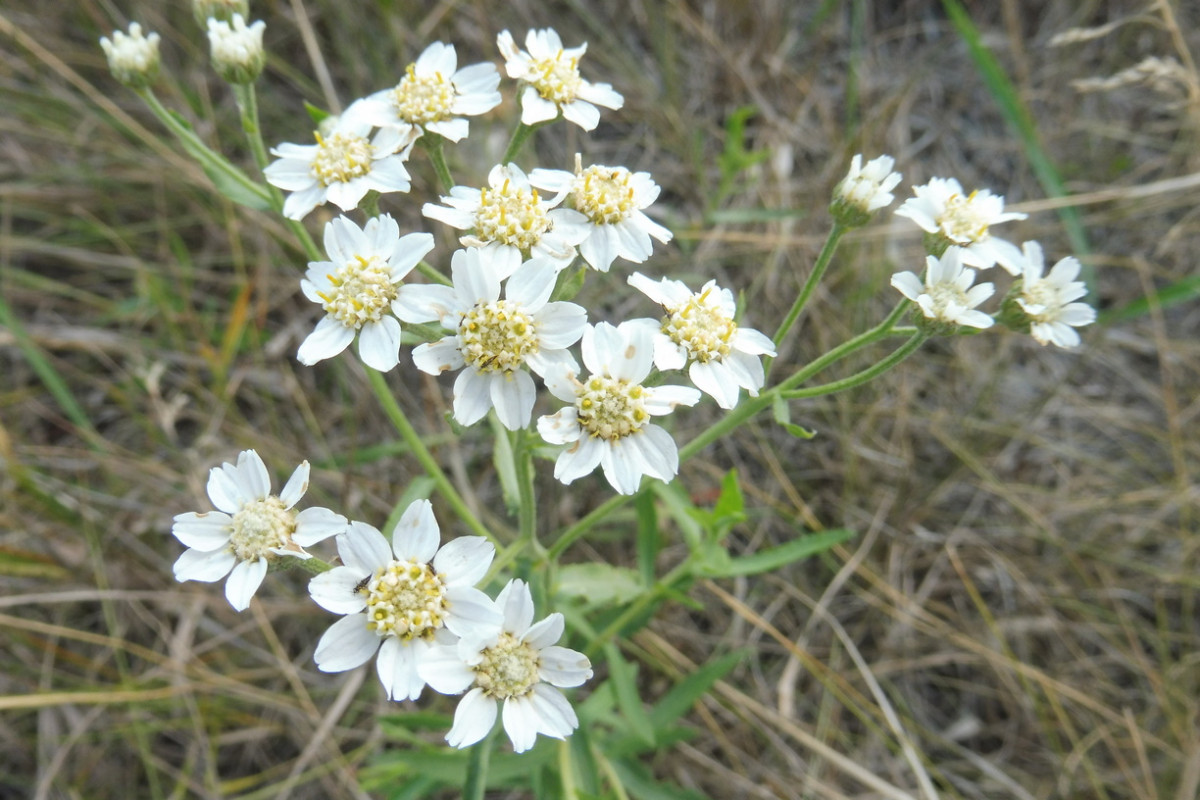 Achillea salicifolia Weidenblättrige Sumpf-Schafgarbe 2.JPG