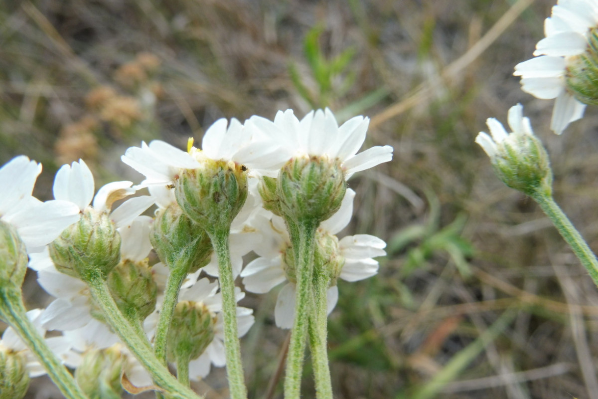 Achillea salicifolia Weidenblättrige Sumpf-Schafgarbe 3.JPG